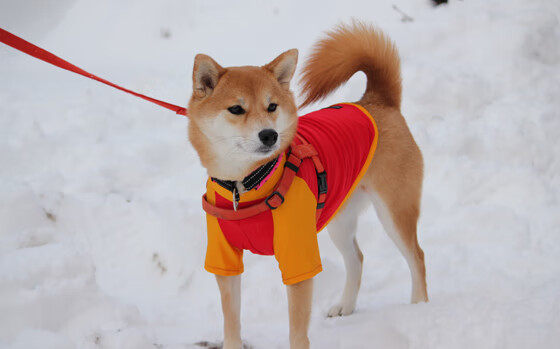 中国篮球职业联赛引入新规则，提升比赛观赏性，我国篮球职业联赛